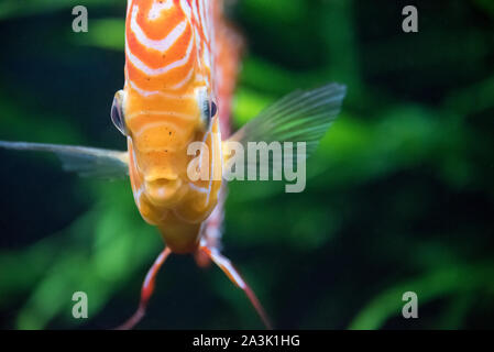 Tropische Süßwasser Diskusfische (Symphysodon aequifasciatus), native auf den Amazonas Becken, am Georgia Aquarium in Atlanta, Georgia. (USA) Stockfoto