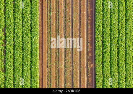 Landwirtschaftliche Feld mit Reihen von Rote Bete bereit für die Ernte. Stockfoto