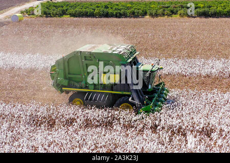 Top down Luftaufnahmen eines großen Baumwollpflückers, der ein Feld erntet. Stockfoto