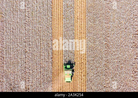 Von oben nach unten Luftbild eines großen Baumwollpflücker Ernte ein Feld. Stockfoto