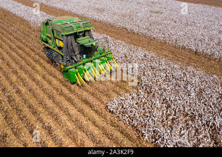 Top down Luftaufnahmen eines großen Baumwollpflückers, der ein Feld erntet. Stockfoto