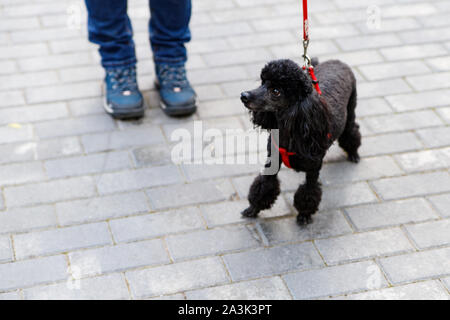 Gutmütige Schwarze Pudel mit einem eleganten Frisur. Dies ist eine der ältesten Hunderassen. Stockfoto