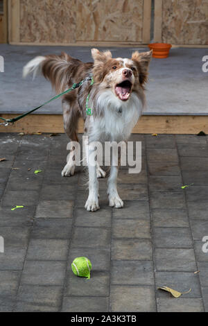 Weiß-Braun Border Collie Hund. Alte englische Rasse. Eine intelligente und lustige mittelgroßen Hirten wachen sein Gebiet gut Stockfoto