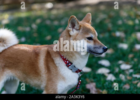Ein Fuchs - wie Hund ist ein Deutscher Schäferhund. Charmanter Hund mit weichen Pelz und eigensinnigen Charakter auf einem Spaziergang im Herbst Park. Stockfoto