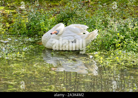 Schwan, Baden im See Stockfoto