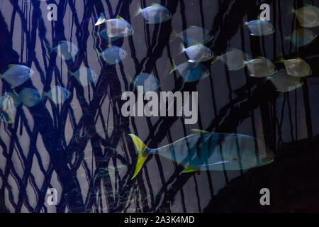 Exotische tropische Fische schwimmen in einem großen Aquarium Stockfoto