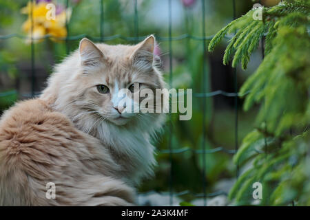 Eine Norwegische Waldkatze männliche Ausgabe Zeit in seine grünen Garten in der Nähe des Zauns Stockfoto