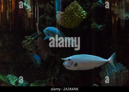 Exotische tropische Fische schwimmen in einem großen Aquarium Stockfoto