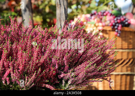 Blumen und Früchten in einem weidenkörbe auf einem Bauernhof, Ernte Urlaub Konzept. Bunte Herbst Dekoration für Hintergrund Stockfoto