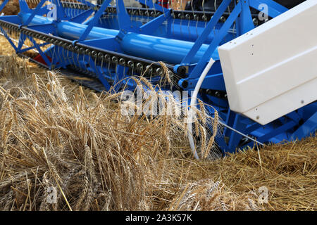 Mähdrescher arbeiten auf dem Feld, reife Ähren hautnah. Landschaft, Konzept der Ernte und die Landwirtschaft Stockfoto