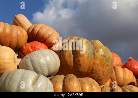 Kürbisse auf dem Hintergrund der blauen Himmel und Wolken. Bauernhof Markt, Herbst Ernte, Thanksgiving Day Dekoration Stockfoto