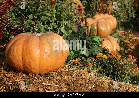 Thanksgiving Day Dekoration, Herbst Ernte. Orange Kürbisse auf dem Stroh und Heu mit Blumen Stockfoto