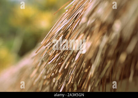 Palm Dach schließen bis auf einem Hintergrund von tropischen Pflanzen, retro style getönt Stockfoto