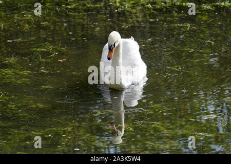 Schwan, Baden im See Stockfoto