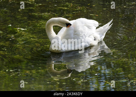 Schwan, Baden im See Stockfoto