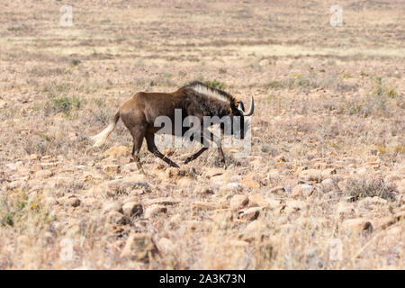 Eine schwarze Gnus läuft im südlichen afrikanischen Savanne Stockfoto