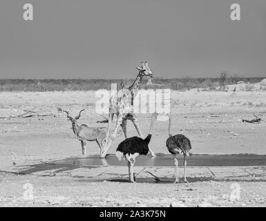 Ein Wasserloch in der Namibischen Savanne Stockfoto