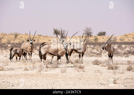 Eine Gruppe von Oryx Antilope im südlichen afrikanischen Savanne Stockfoto