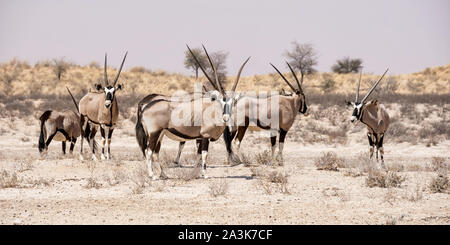 Eine Gruppe von Oryx Antilope im südlichen afrikanischen Savanne Stockfoto