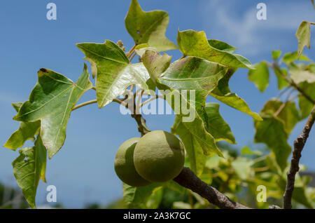 Candlenut auf Zweig Stockfoto