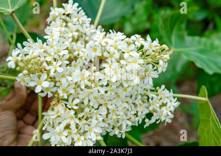 Candlenut Blüten Stockfoto