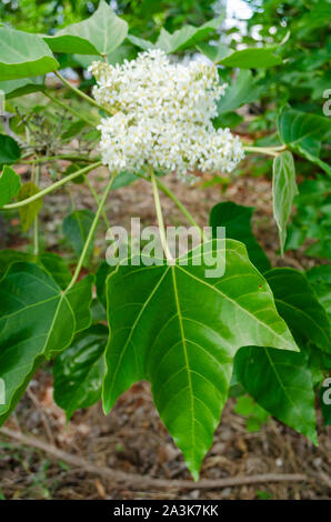 Blüte und Blatt von Candlenut Baum Stockfoto