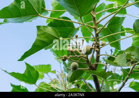 Candlenut Baum mit jungen Früchte Stockfoto