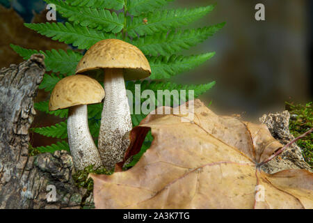 Zwei Birke bolete Pilze in einem Wald in einem Low Angle View letzten eine bunte Gelb gefallen Blatt mit Background Copy space konzeptionelle Der se Stockfoto