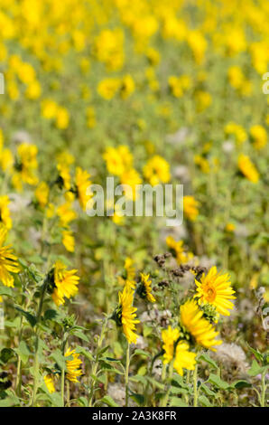 Helianthus, Sonnenblumen Feld im Sommer Stockfoto