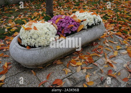 Farbenfrohe Chrysanthemen in einem Blumenbeet und Herbst Blätter auf dem Boden Stockfoto