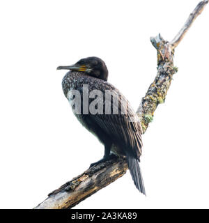 Ein junger Kormoran auf einem toten Zweig auf weißem Hintergrund Stockfoto