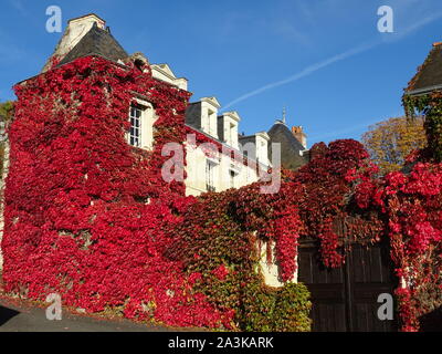 Bunte klettern Efeu im Herbst auf einem Landgut in Chinon, Frankreich Stockfoto