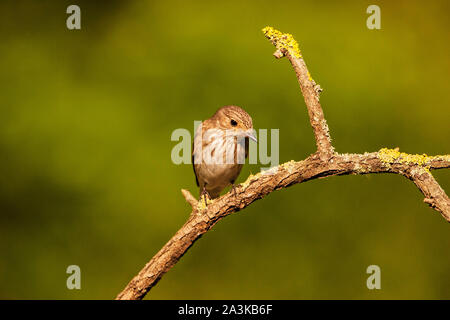 Spotted Flycatcher Muscicapa Striata Erwachsenen gehockt Filiale in Ihrer Nähe Tiszaalpar südliche Tiefebene Ungarn Stockfoto