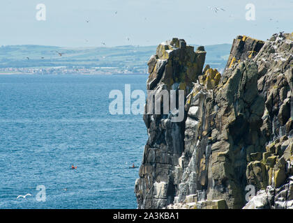 Seevögel nsesting auf steilen Klippen der Insel. Fife, Schottland Stockfoto