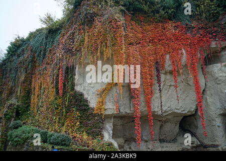 Bunte hängenden Efeu auf der Kalkstein Wand der Höhle in das Tal der Loire, Frankreich Stockfoto