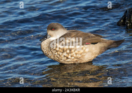 Crested duck Lophonetta specularioides specularioides Stockfoto