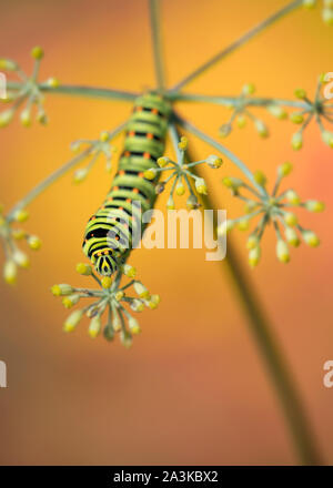 Garten des Königs, Porträt Swallowtail Caterpillar (Zygaena Filipendulae) Stockfoto