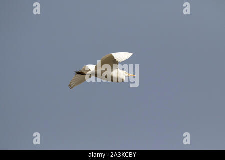 Kuhreiher Bubulcus ibs im Flug Castro Marim Algarve Portugal Februar 2017 Stockfoto