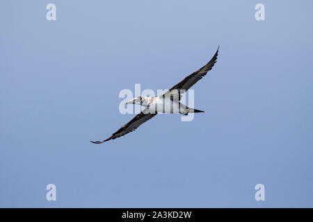 Northern gannet Morus bassanus Sub nach im Flug über die Bucht von Fundy New Brunswick Kanada August 2017 Stockfoto