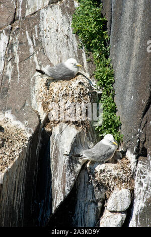 Seevögel nsesting auf steilen Klippen der Insel. Fife, Schottland Stockfoto