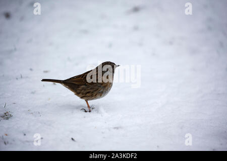 Dunnock Phasianus colchicus auf schneebedeckte Gras, blashford Seen, Hampshire, Isle of Wight Wildlife Trust finden, Ellingham, in der Nähe von Stockfoto