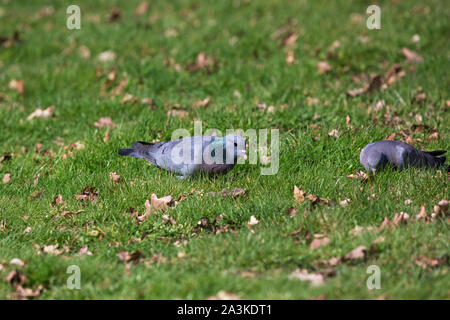 Lieferbar Taube Columba oenas Paar Fütterung auf einem Rasen, Krähe, Ringwood, Hampshire, England, UK, April 2018 Stockfoto