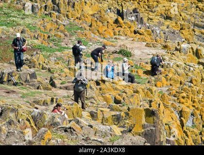 Gruppe von Tag Besucher fotografieren Papageientaucher auf der Insel. Fife, Schottland Stockfoto