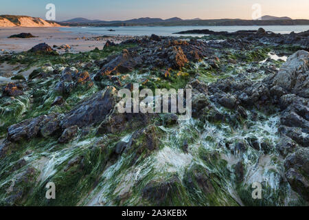 Felsen mit Algen auf fünf Fingern Strang, Trawbreaga Bay und Dunaff Kopf von Soldaten Hill, Halbinsel Inishowen, Co Donegal, Irland Stockfoto