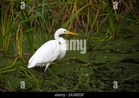 Silberreiher Egretta alba nach am Rande eines Pool, von Noah's Verstecken, Shapwick Heide National Nature Reserve, Avalon Sümpfen, Somerset Levels, Engla Stockfoto