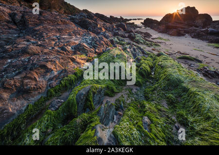 Felsen mit Algen und Flechten am Strand von Kinnagoe Bay bei Sonnenaufgang, Halbinsel Inishowen, Co Donegal, Irland Stockfoto