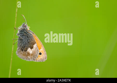 Eine kleine Heide (Coenonympha pamphilus) Schmetterling auf einem Gras Stammzellen im Frühsommer im Grünland in der quantock Hills in Somerset, England. Stockfoto