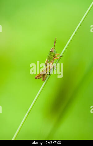 Eine Wiese Grashüpfer (Chorthippus Parallelus) Nymphe auf dem Gras Stammzellen im Frühsommer in der quantock Hills in Somerset, England. Stockfoto