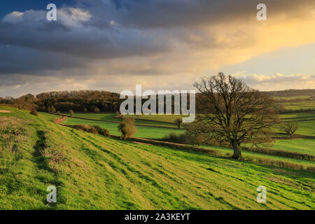 Feder auf Vartennen Hill, milborne Port, Somerset, England, Großbritannien Stockfoto