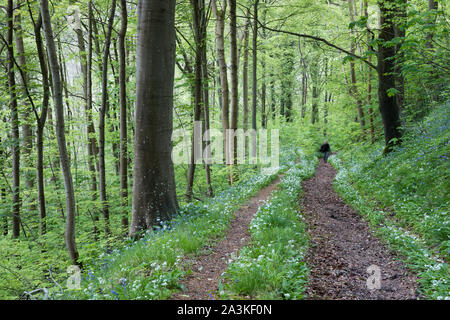 Eine Abbildung in der zu Fuß in den Wald im Frühling mit Bärlauch und Glockenblumen in der Nähe von Milton Abbas, Dorset, England wächst, Stockfoto